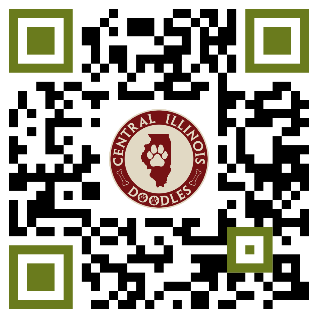 Bernedoodle Puppy For Sale